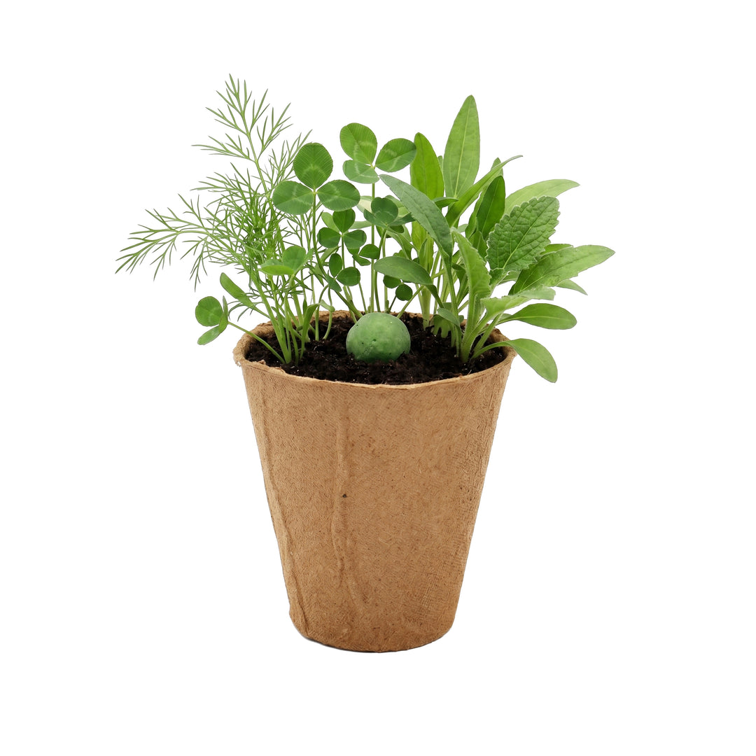 wildflower seed planter Wildflower Seed Ball Grow Kit