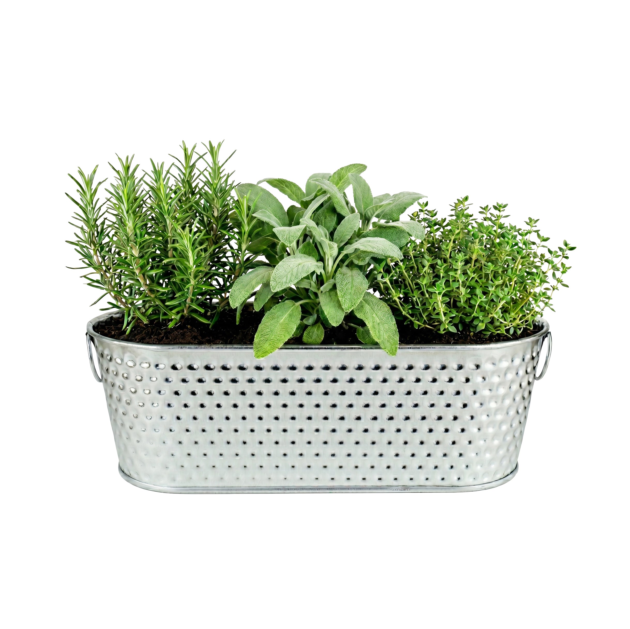 Organic Grilling Herb Grow Kit for Kitchen Windowsills – Buzzy Seeds