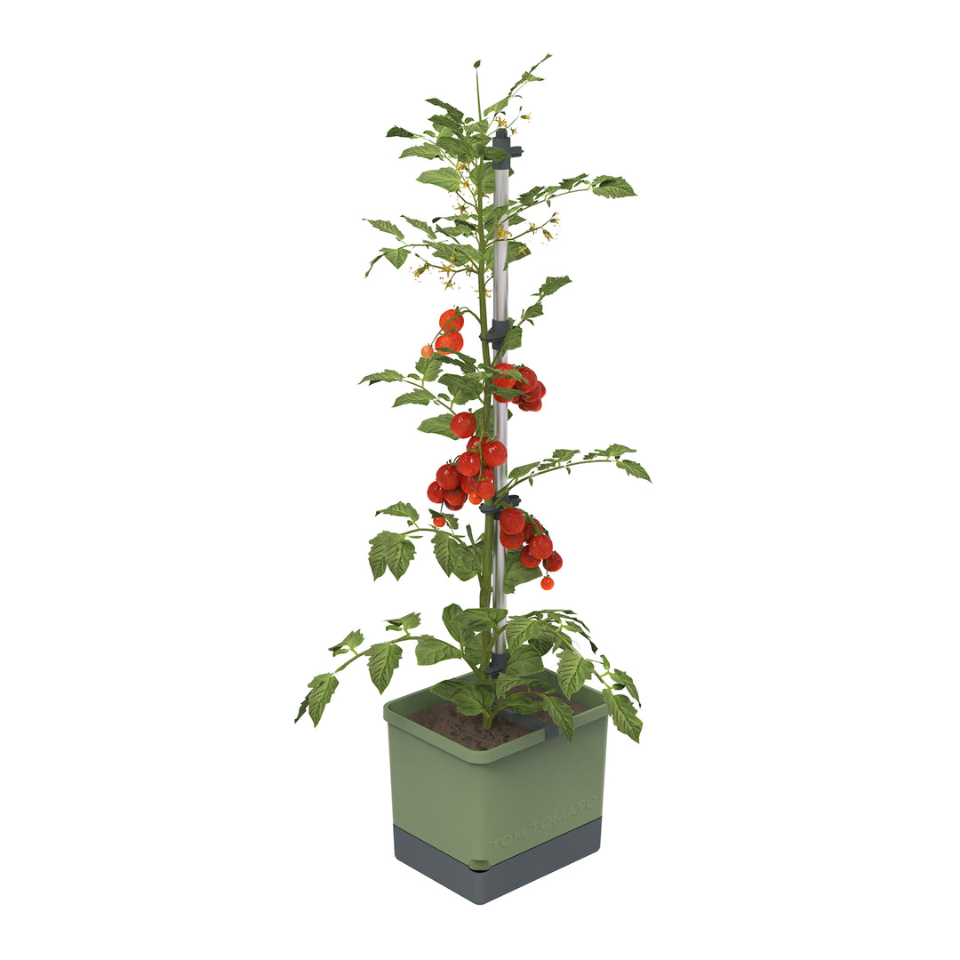 planter with seeds Buzzy Seeds Self-Watering Vertical Tomato Planter with Trellis 1.2 Gal Reservoir, Large Capacity Planter for Tomatoes & Climbing Plants (Gray)