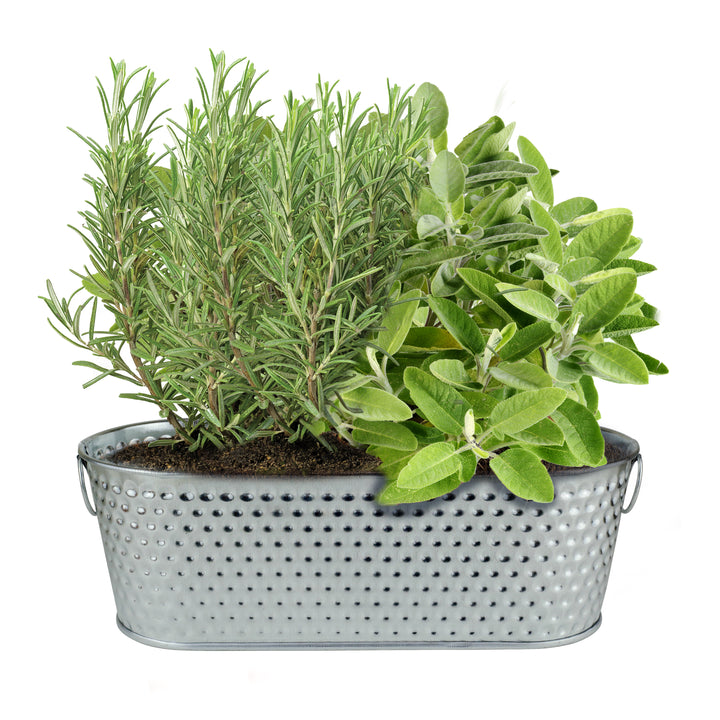 Holiday Herb Grow Kit | Rosemary & Sage Windowsill Planter