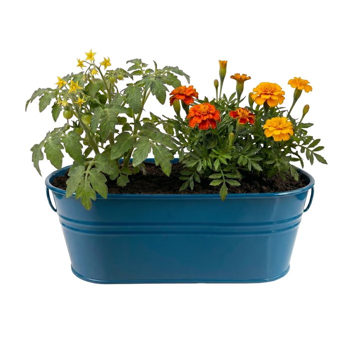 Kids Tomato & Marigold Grow Kit | My First Garden