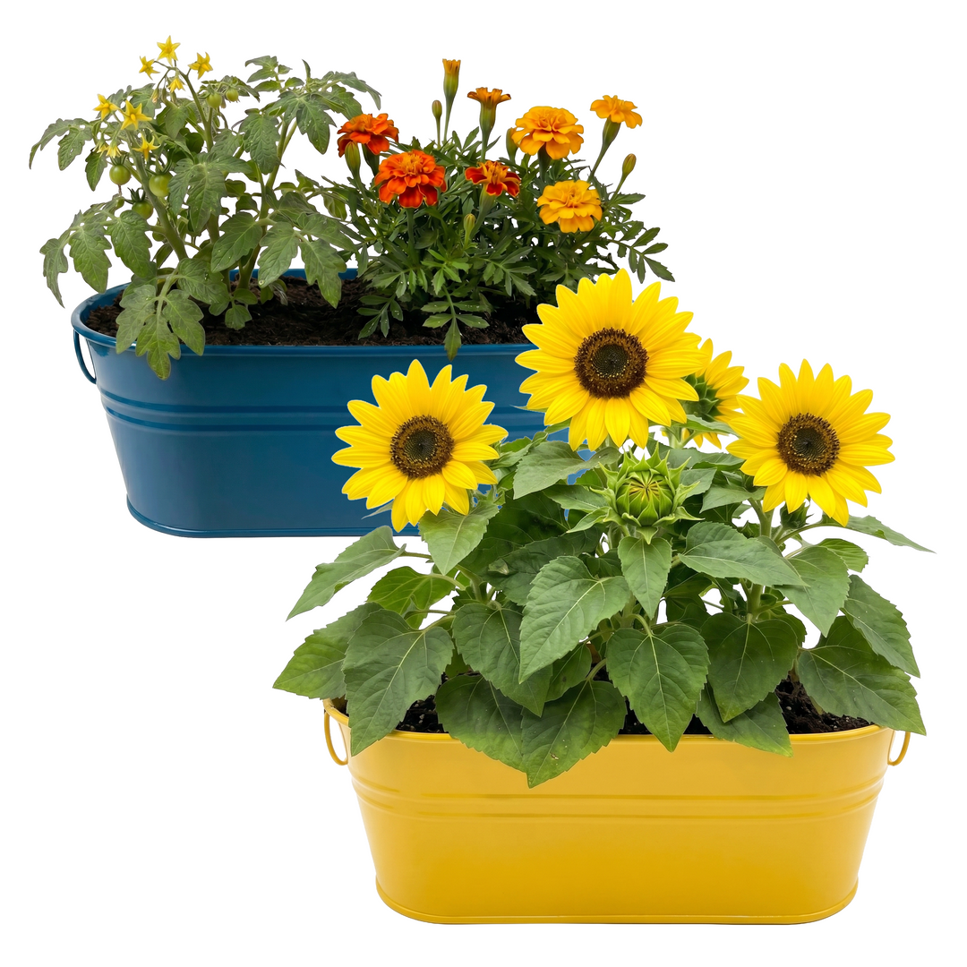 My First Garden Windowsill Grow Kit for Kids Sunflower Tomato (2 My First Garden Windowsill Grow Kit for Kids Sunflower Tomato (2
