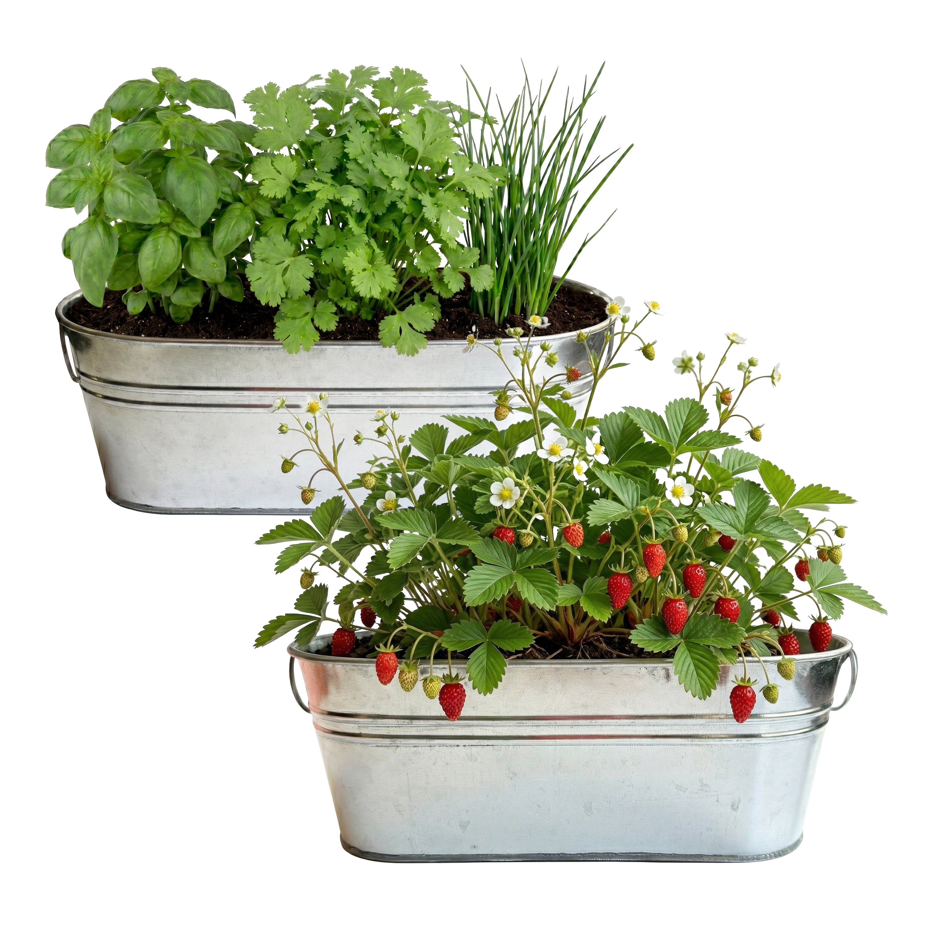 Kitchen Herb and Strawberry Windowsill Grow Kit (2 Pack) – Buzzy Seeds