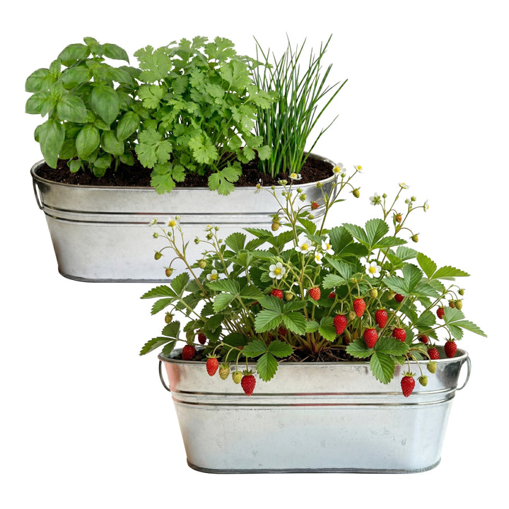 Kitchen Herb & Strawberry Grow Kit | Windowsill Planter (2 Pack)