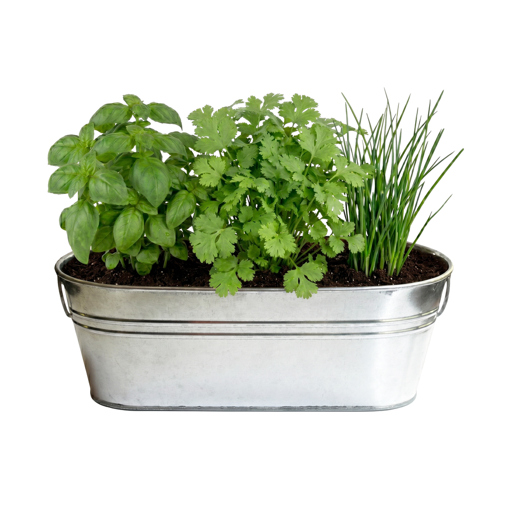 can you plant cilantro and basil in the same pot Organic Culinary Herb Grow Kit with Basil, Cilantro & Chives – Buzzy Seeds