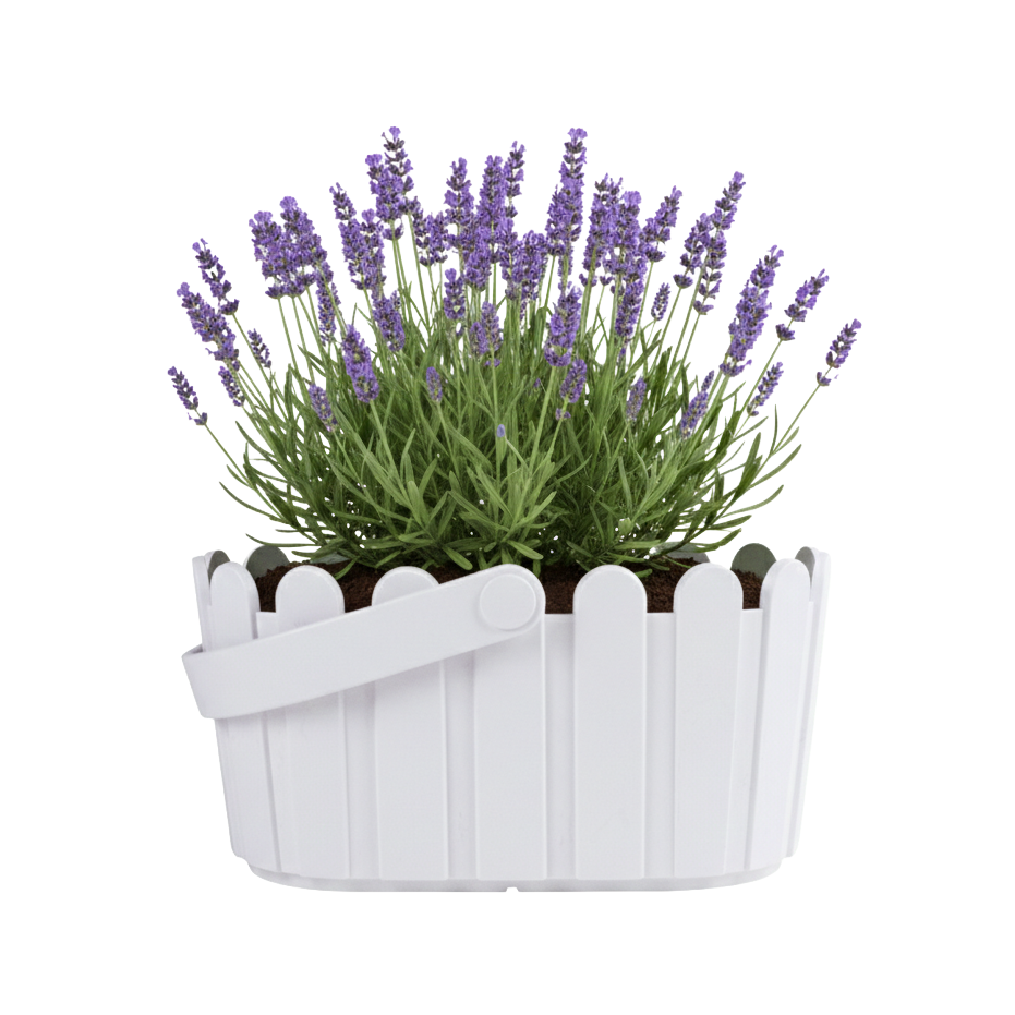Lavender Grow Kit | White Basket Planter