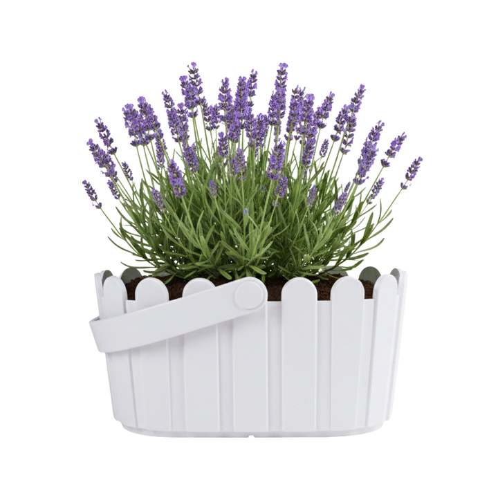 Lavender Grow Kit | White Basket Planter