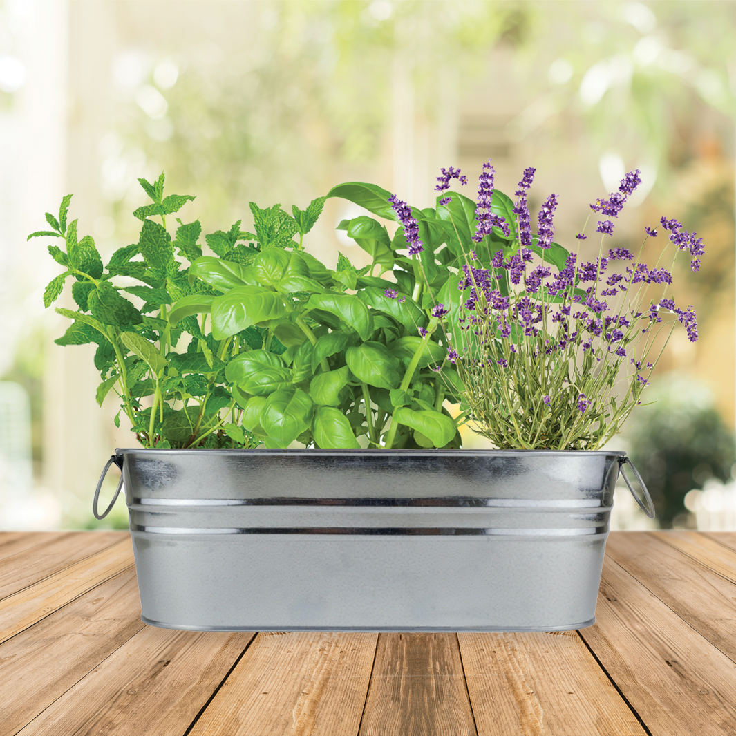 Margarita & Mojito Cocktail Windowsill Grow Kit | Mint, Lime Basil, and Lavender