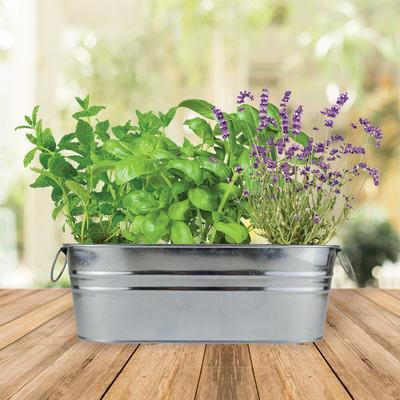 Margarita & Mojito Cocktail Windowsill Grow Kit | Mint, Lime Basil, and Lavender