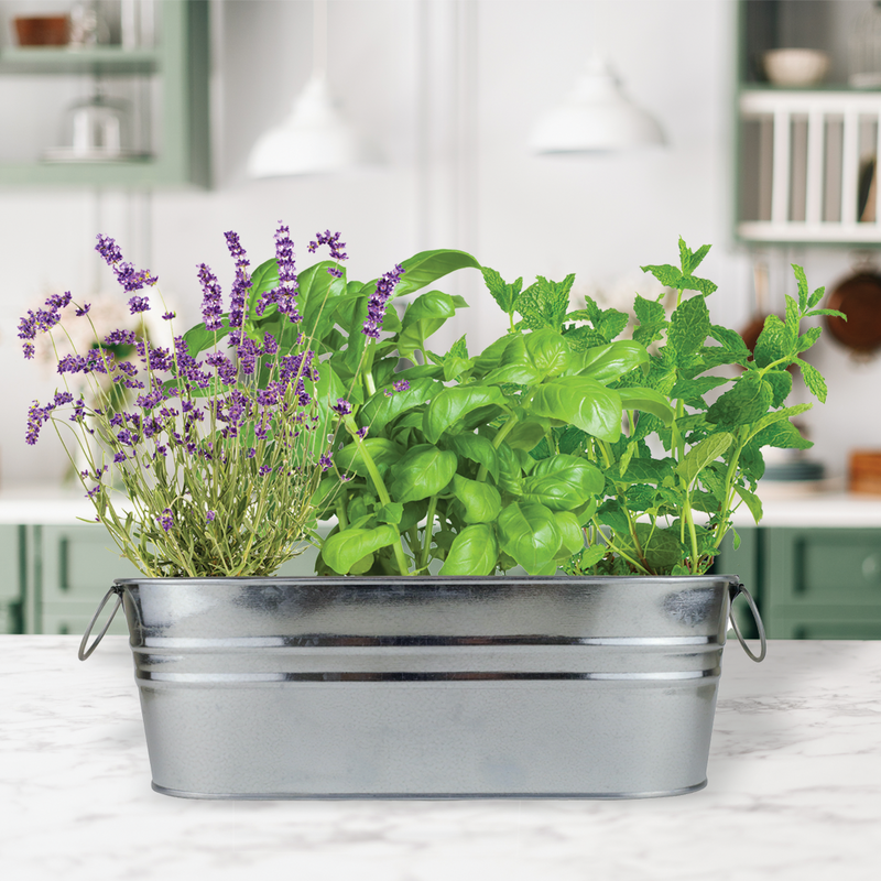 Margarita & Mojito Cocktail Windowsill Grow Kit | Mint, Lime Basil, and Lavender