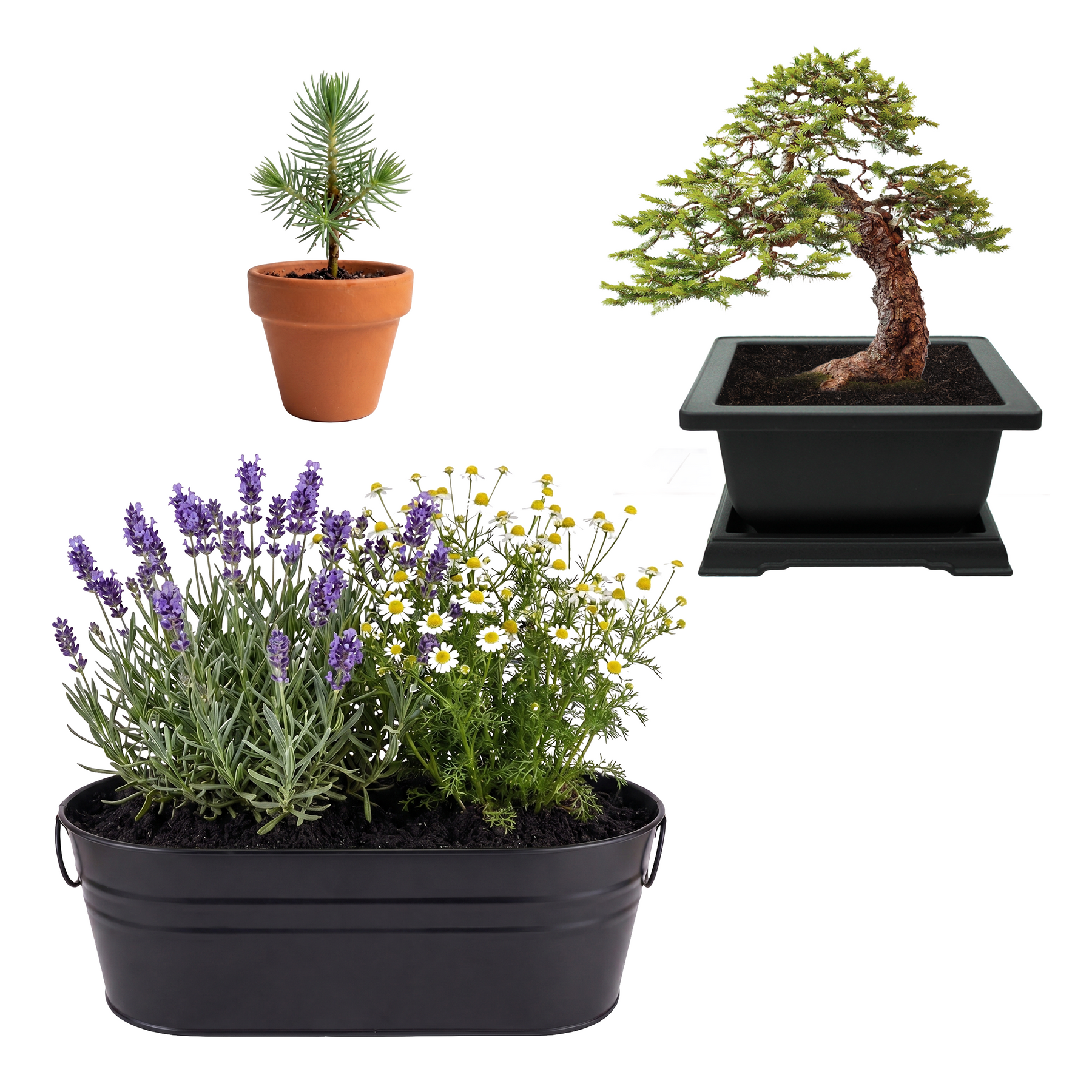 buzzy seeds bonsai tree Mindfulness Bundle