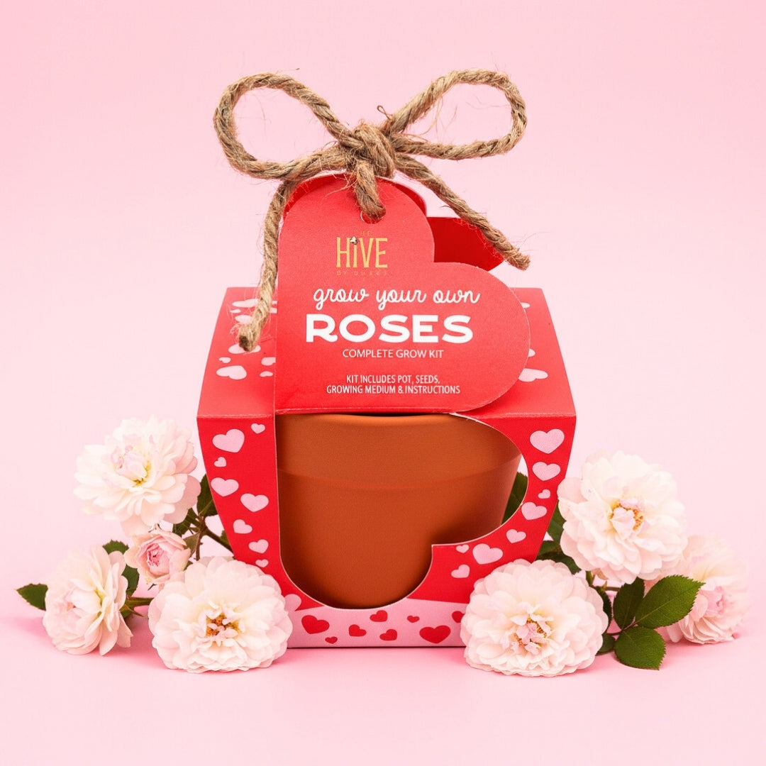 Mini Rose Heart Terracotta Grow Kit 4-Pack | Rosa chinensis 'Angel Wings'