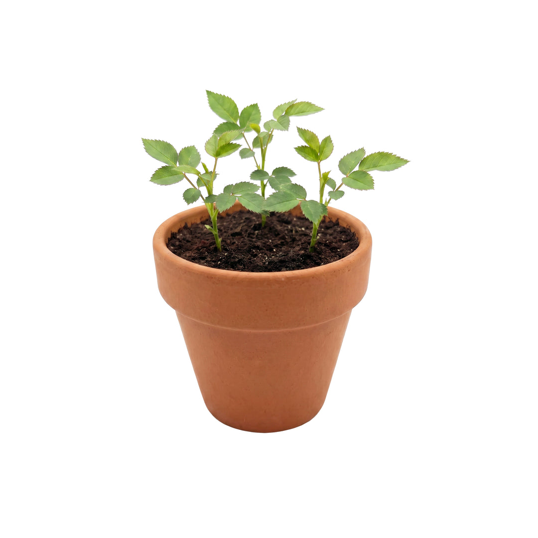 Love Mini Terracotta Pots | Mini Rose (12 Pack)