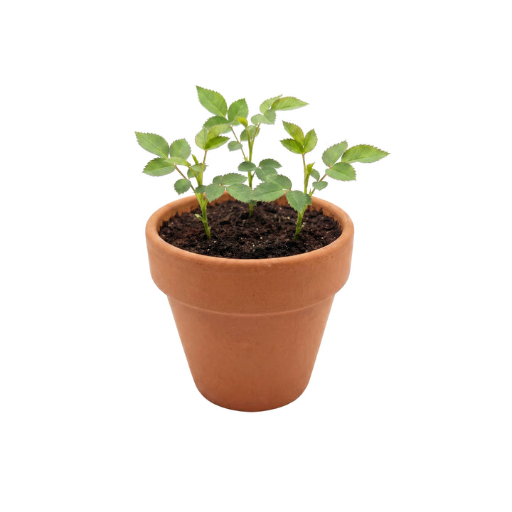 Love Mini Terracotta Pots | Mini Rose (12 Pack)
