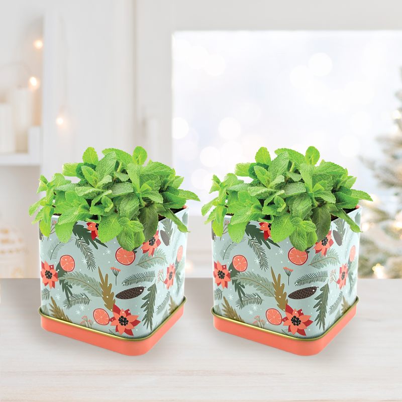 Holiday Decorative Tin Grow Kit | Mint 2-count