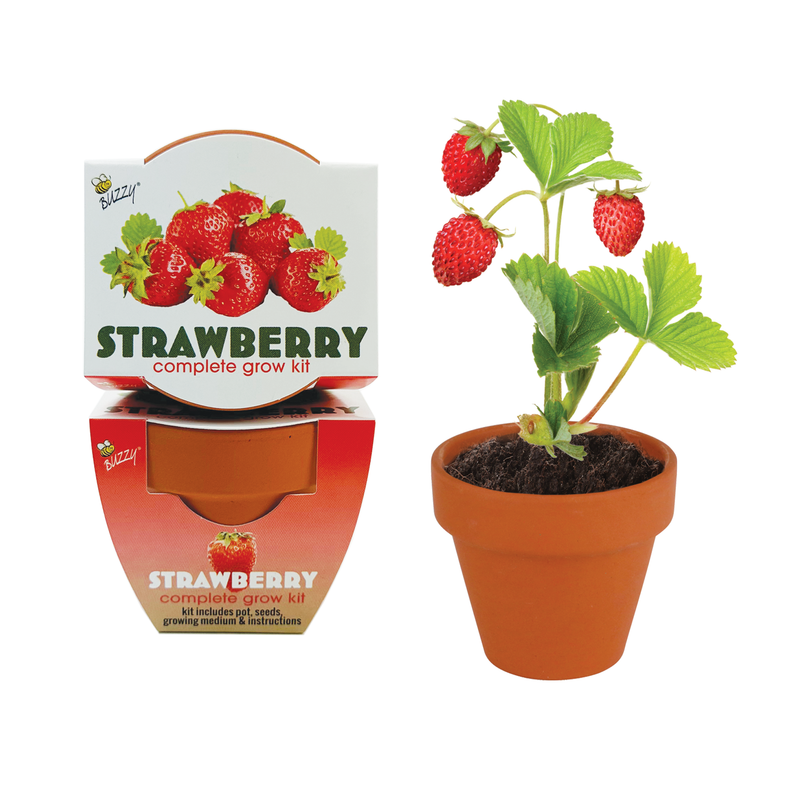 Classic Mini Terracotta Grow Kit | Strawberry 12-pack