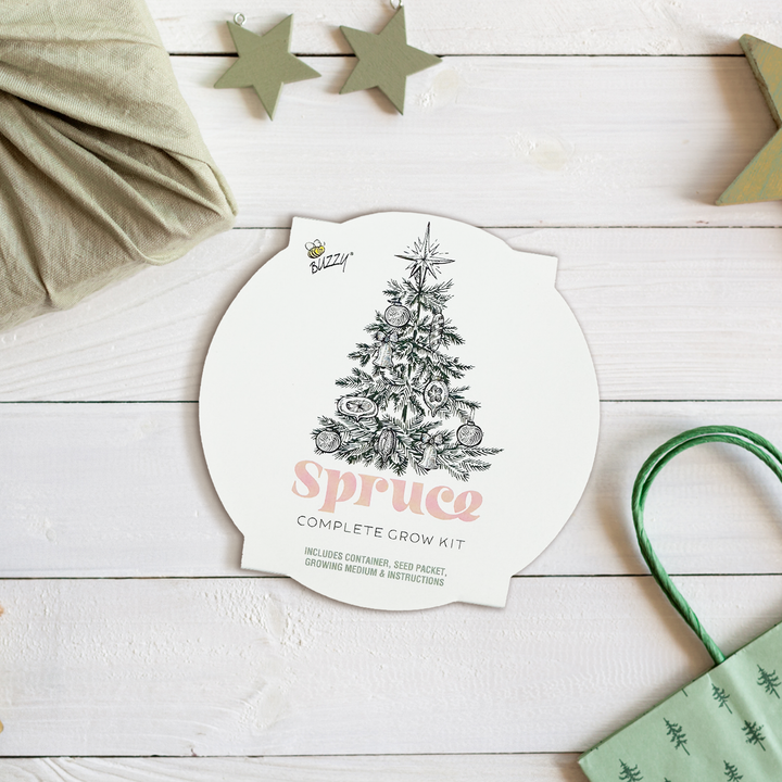 Christmas Tree-To-Be Mini Basin Grow Kit – Grow Your Own Spruce Tree Indoors