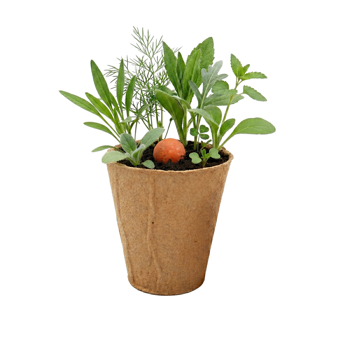 easiest wildflower seeds to grow Wildflower Seed Ball Grow Kit