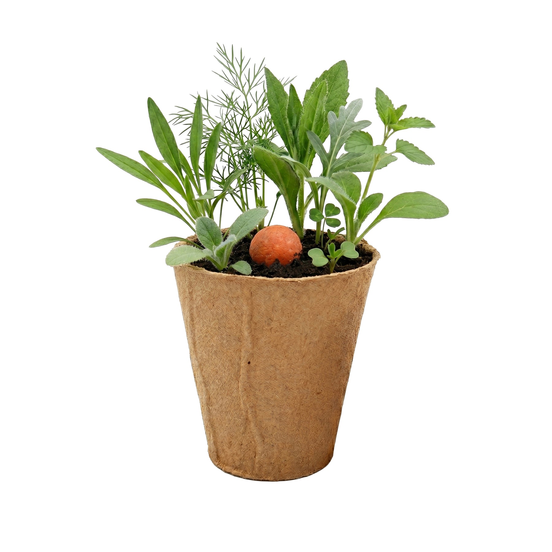 planting wildflower seeds in pots Easy Wildflower Seed Ball Kit for Pollinators – Buzzy Seeds