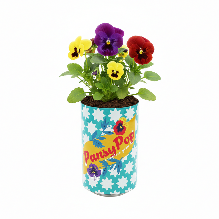 Soda Can Grow Kits (Single) | Pansy Pop