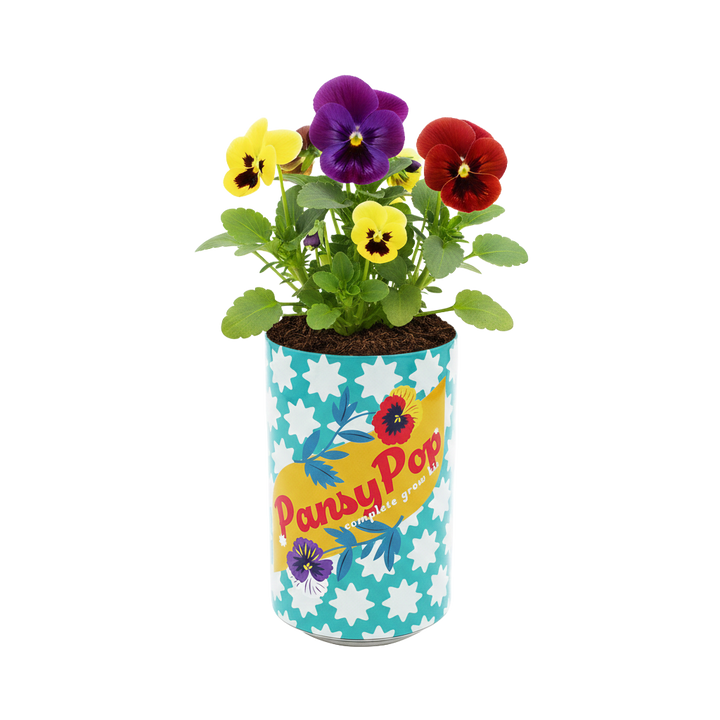 Soda Can Flower Grow Kit | Pansy (6 Pack)