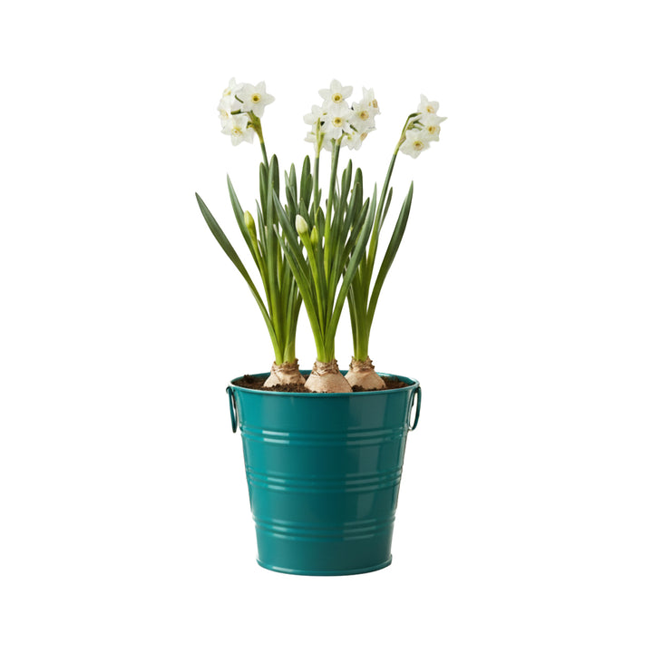 Paperwhite Grow Kit | 3 Bulbs with Teal Pail