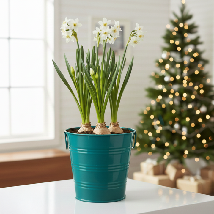 Holiday Paperwhites Grow Kit | Indoor Bulb Starter with Teal Pail