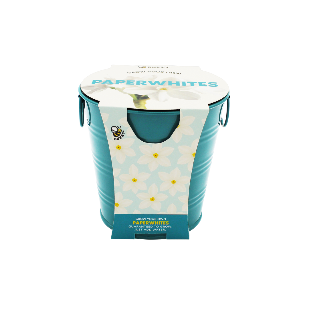 Holiday Paperwhites Grow Kit | Indoor Bulb Starter with Teal Pail