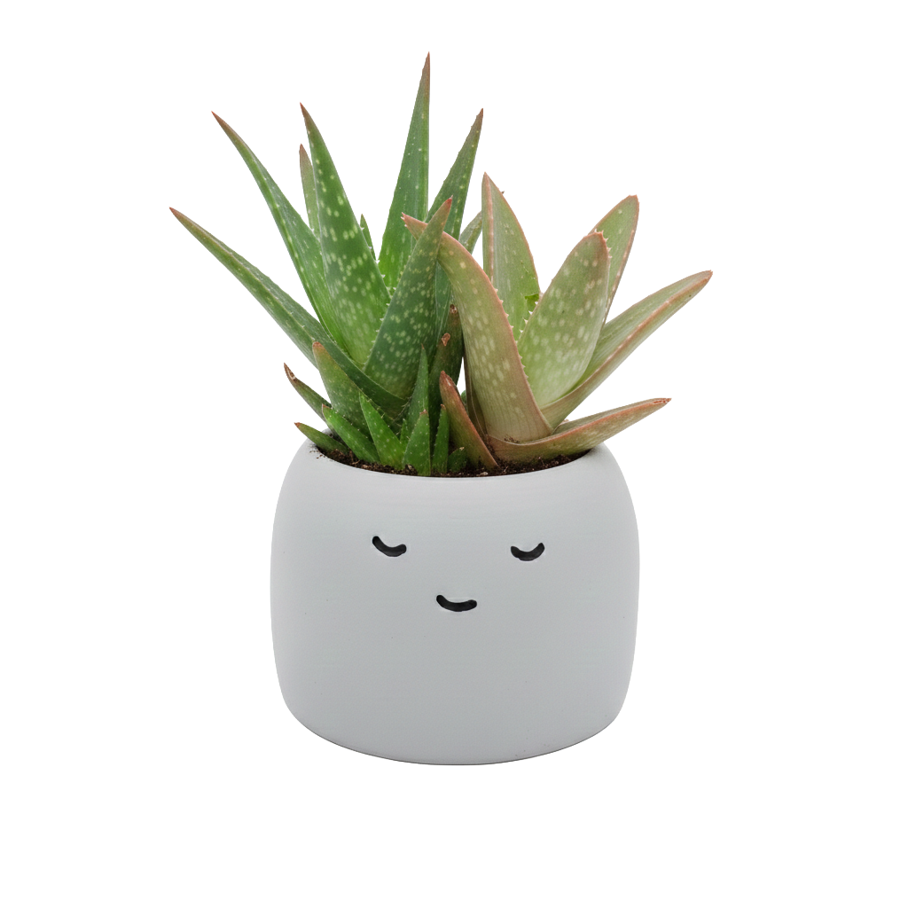 succulent aloe plants Aloe Grow Kit
