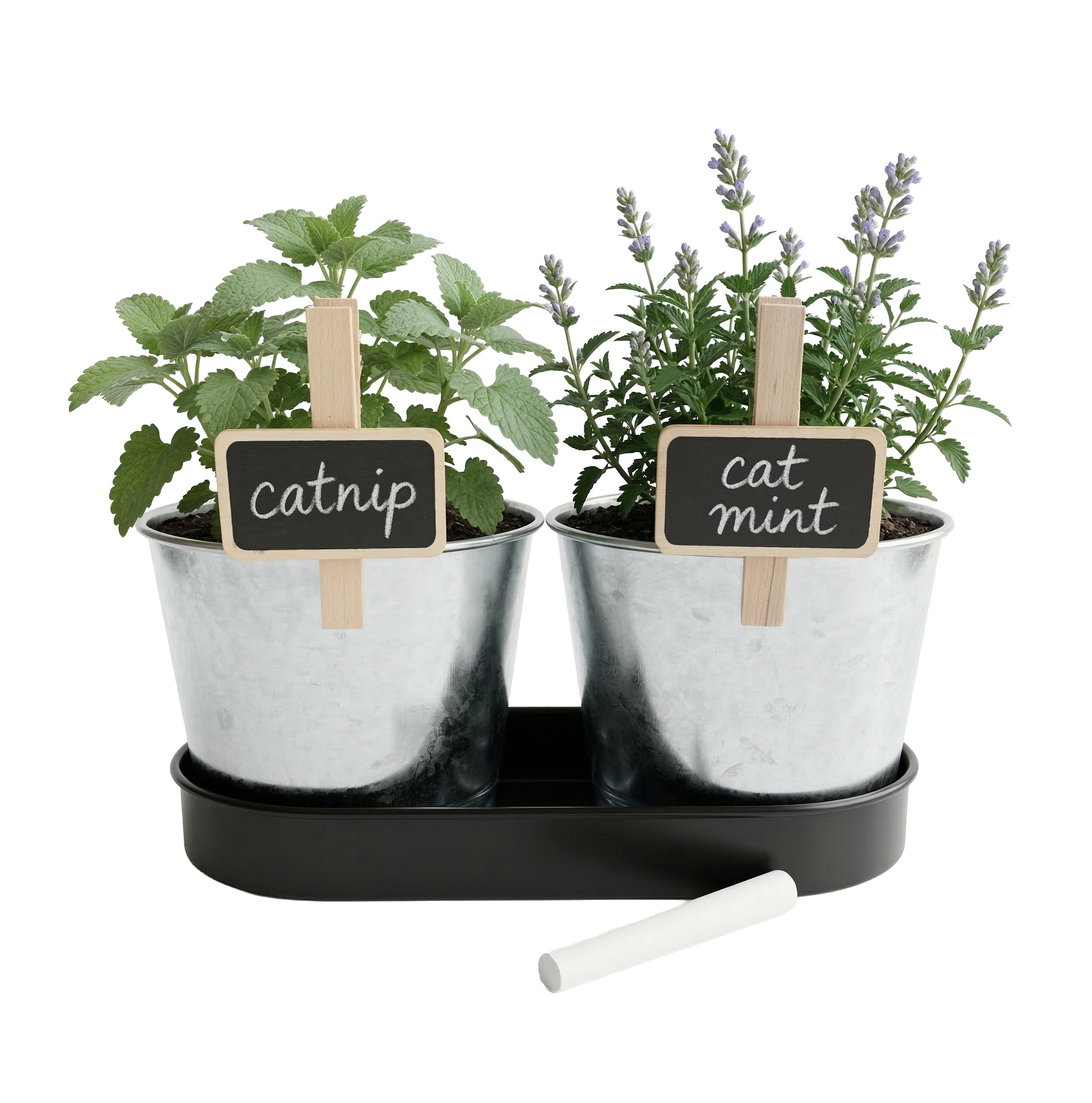 Catnip & Catmint Cat Garden Grow Kit 2 Pot Set with Tray – Buzzy Seeds