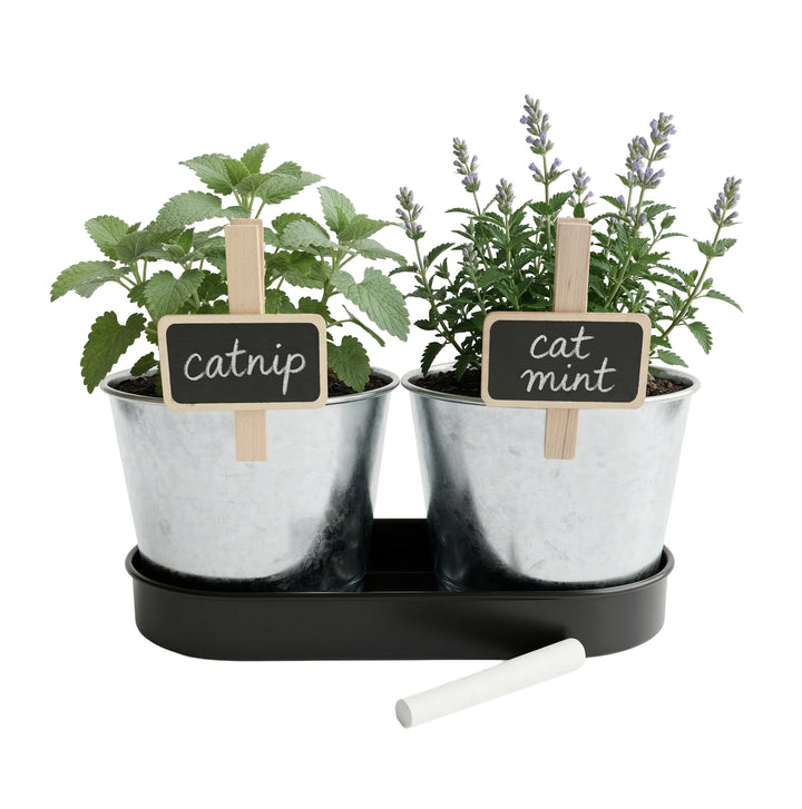 indoor catnip plant Catnip & Catmint Cat Garden Grow Kit 2 Pot Set with Tray – Buzzy Seeds