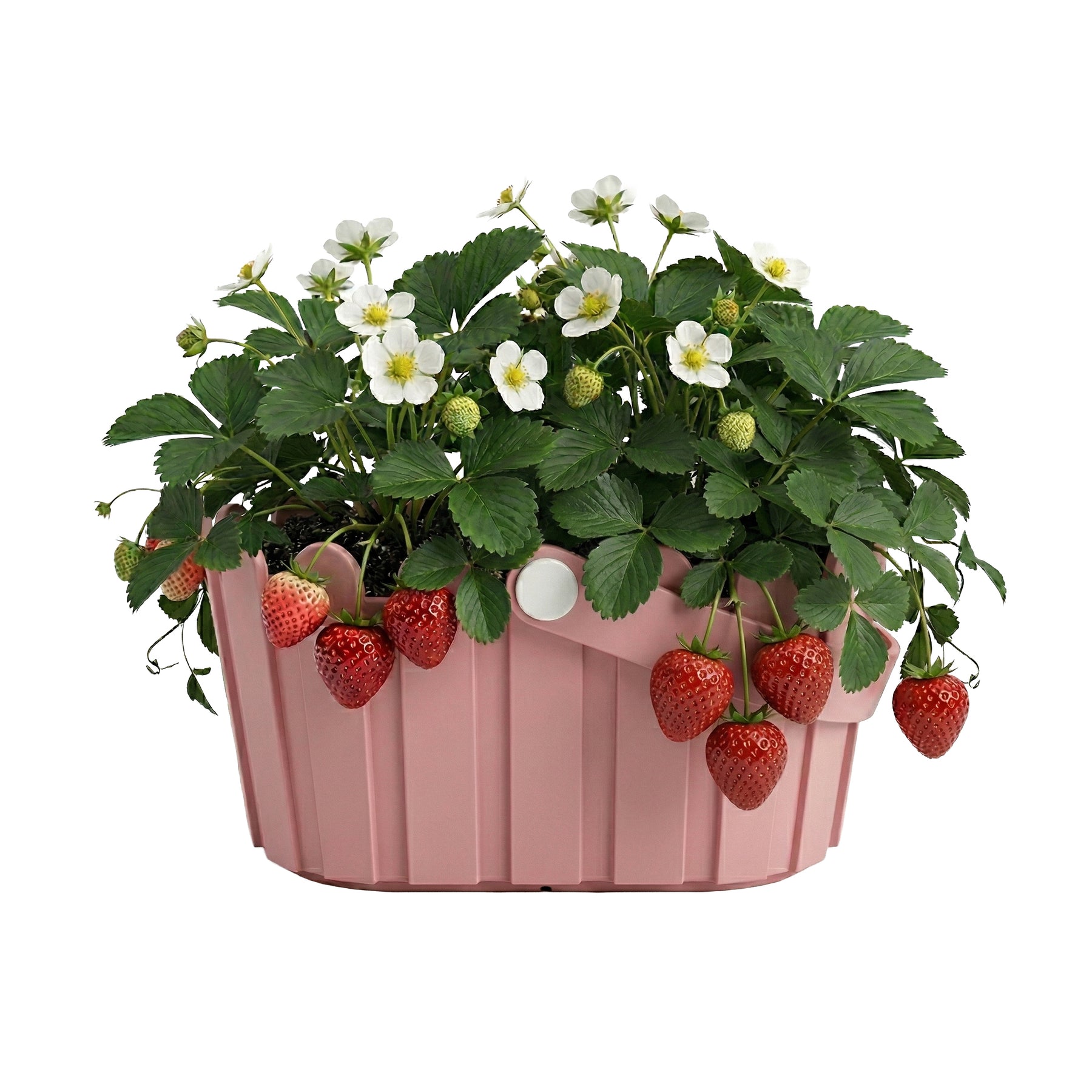 hanging strawberry planter kit Strawberry Grow Kit