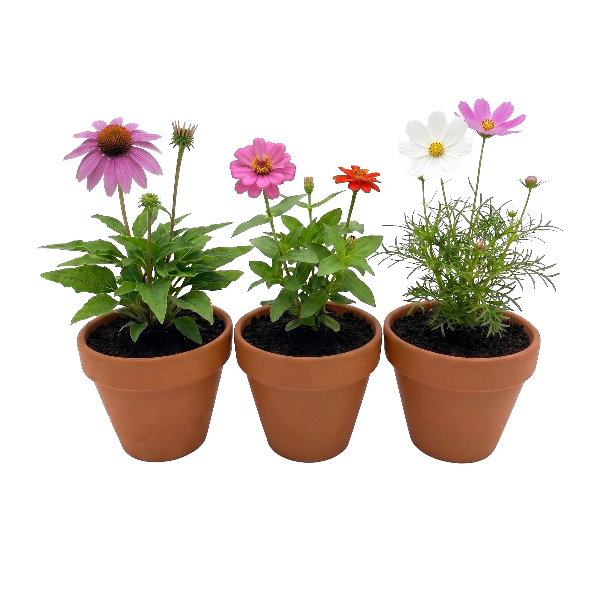 Pollinator Flower Grow Kit in Genuine Terracotta Pots – Buzzy Seeds