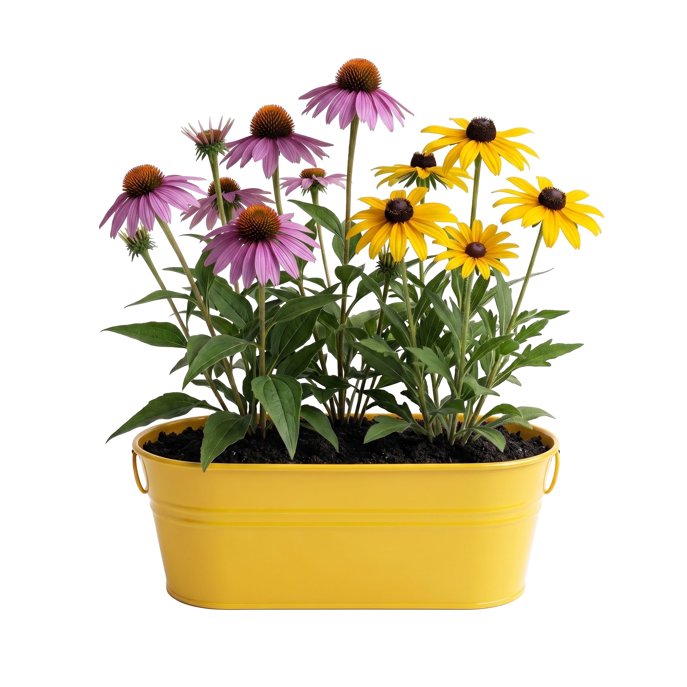 Pollinator Flower Grow Kit with Coneflower & Black-Eyed Susan