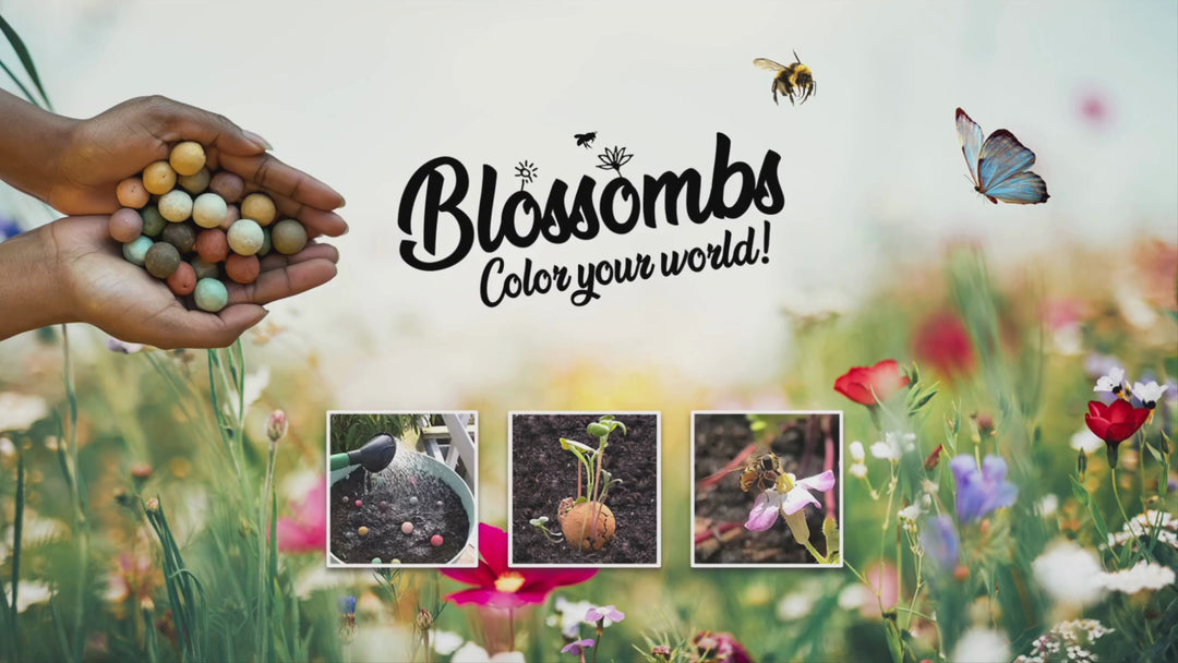 Wildflower Seed Ball Gift Box | 'Flowers For You' (9 Seed Balls)