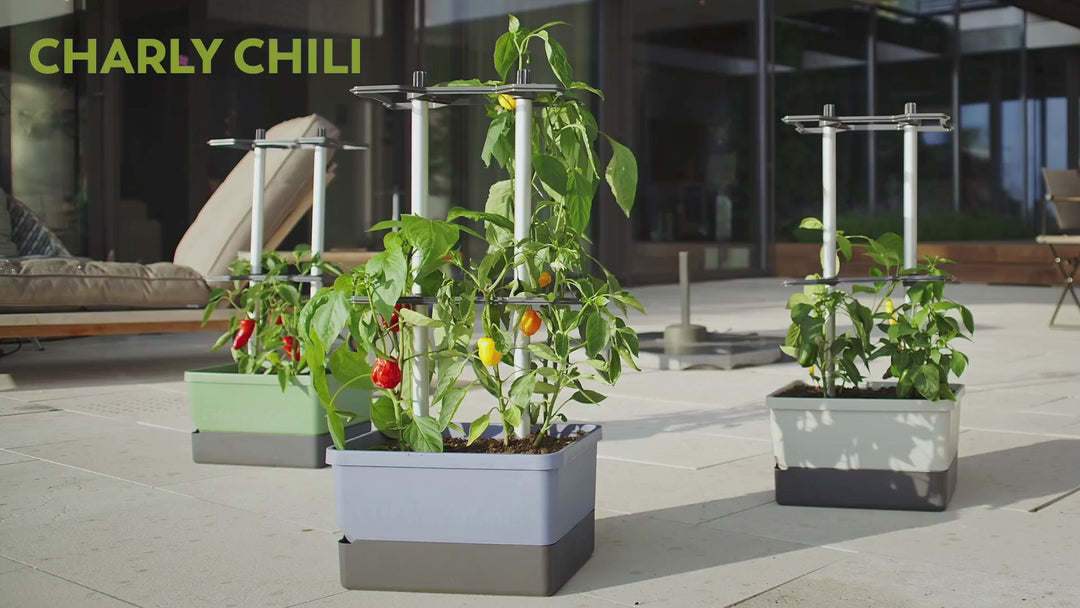 Self-Watering Chili Pepper Planter with Trellis | Vertical Garden for Small Spaces