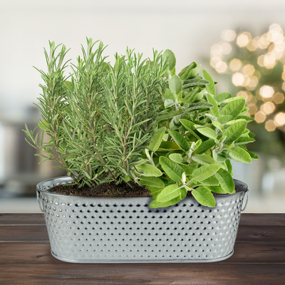 Holiday Herbs Rosemary & Sage Windowsill Grow Kit