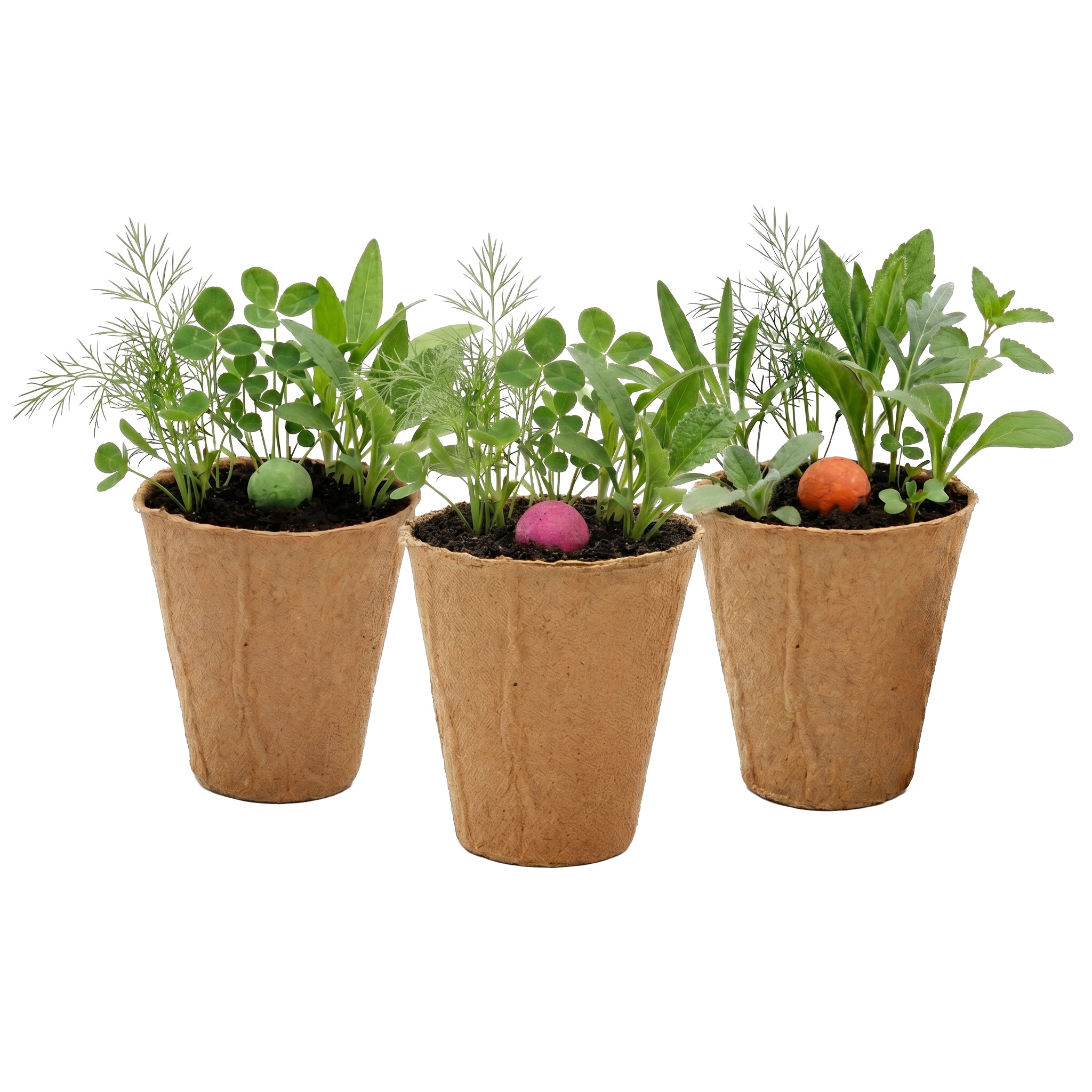 Pollinator Wildflower Seed Ball Kit 6 Pack – Buzzy Seeds