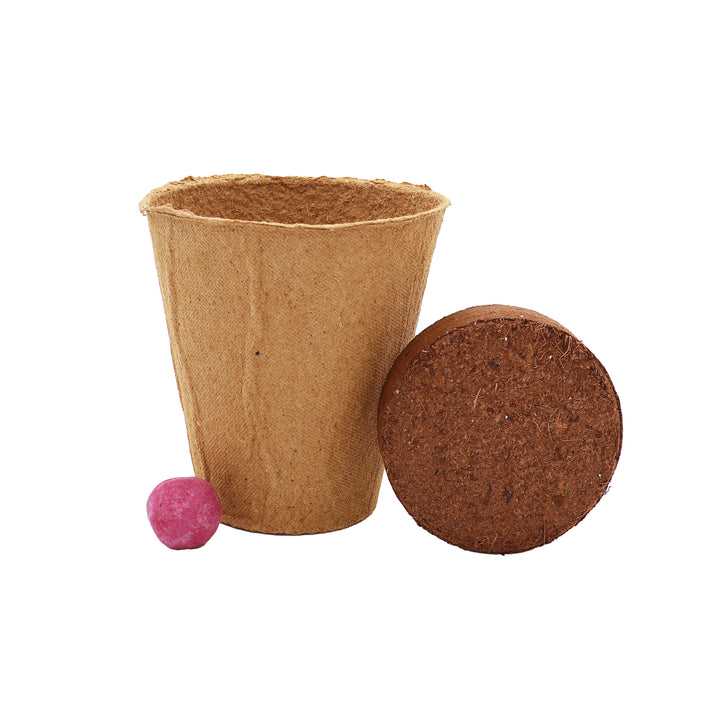 Wildflower Seed Ball Grow Kit (Set of 6) | Pollinator-Friendly Flowers for Gardens & Patios