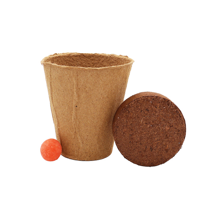 Wildflower Seed Ball Grow Kit (Set of 6) | Pollinator-Friendly Flowers for Gardens & Patios