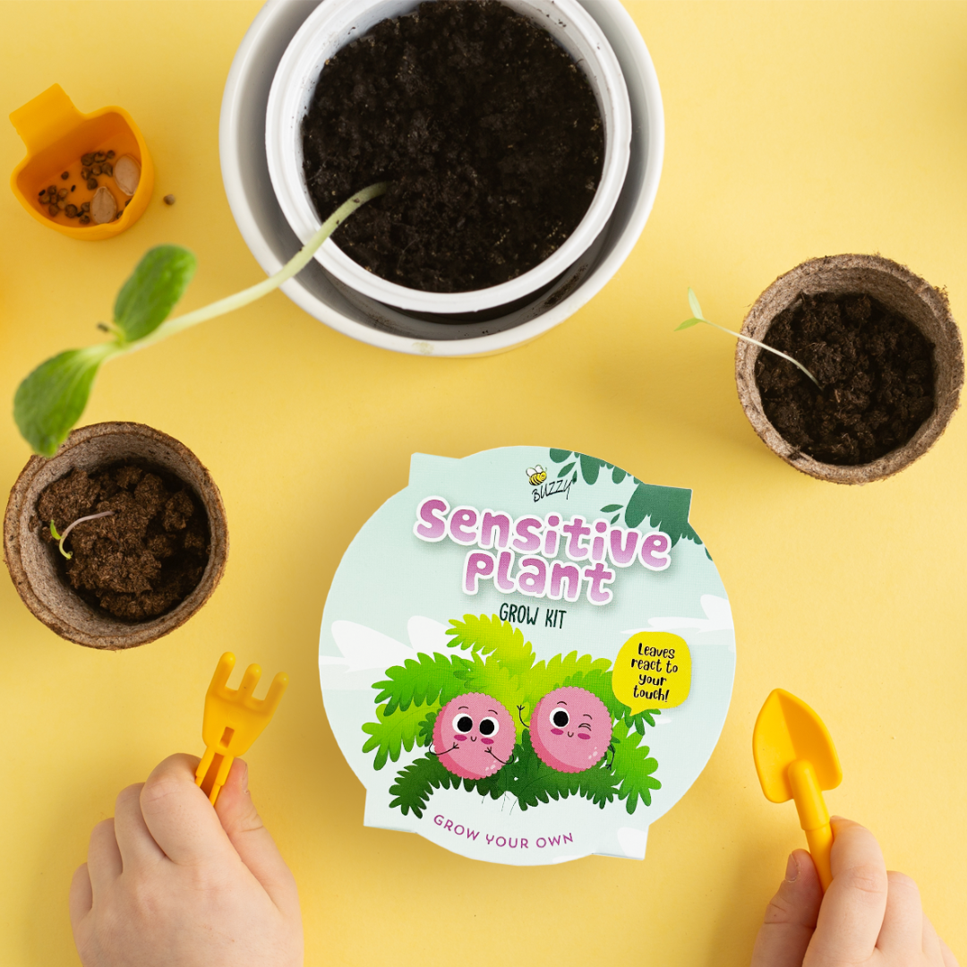 buzzy seeds sensitive plant Sensitive Plant Grow Kit