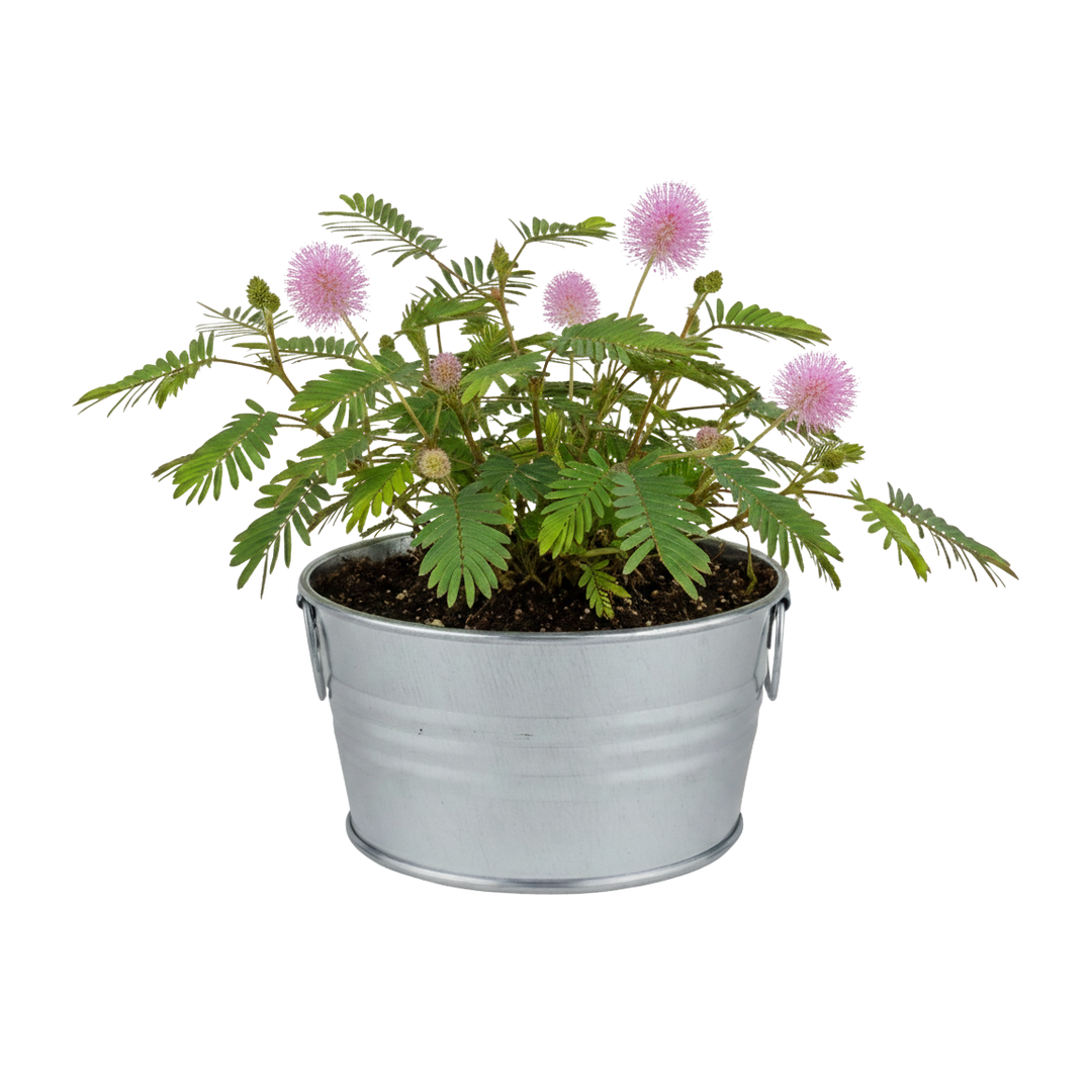 Sensitive Plant Grow Kit | Mini Basin for Kids