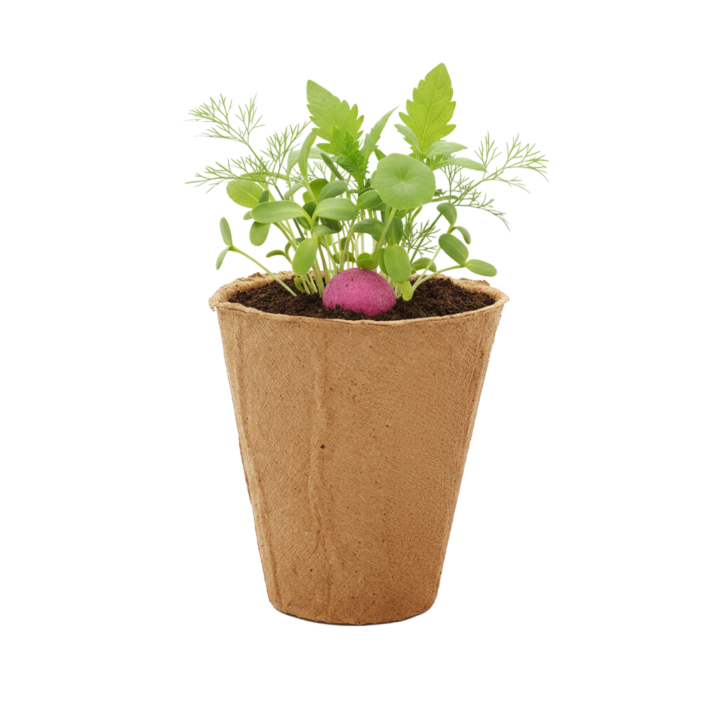 planting wildflower seeds in pots Purple Wildflower Seed Ball Garden Kit – Buzzy Seeds