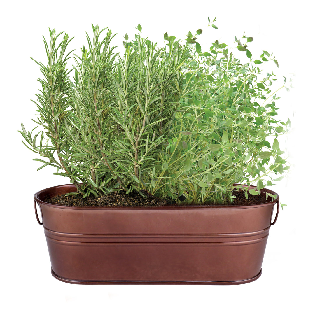 Rosemary & Thyme Grow Kit | Holiday Windowsill Planter