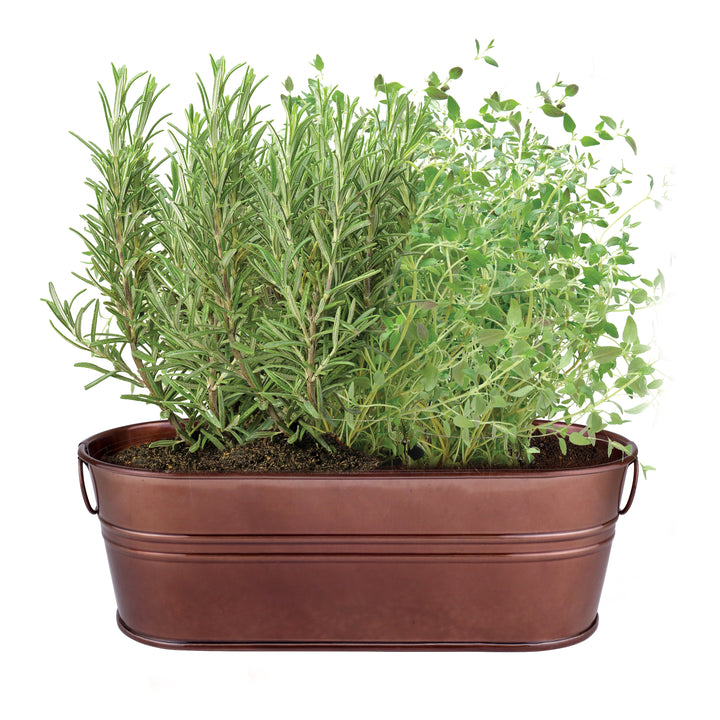 Rosemary & Thyme Grow Kit | Holiday Windowsill Planter