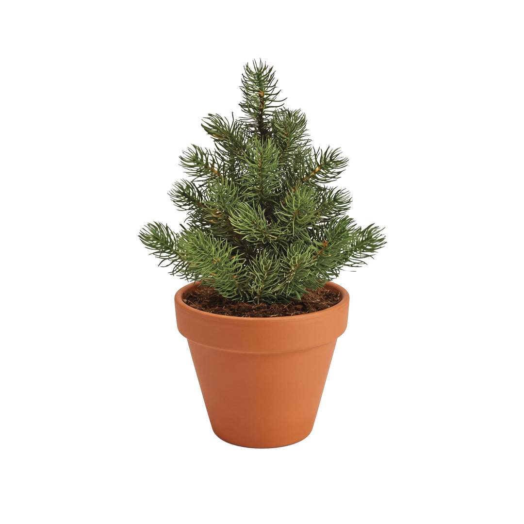 Christmas Tree Grow Kit | Mini Terracotta Pots (4 Pack)