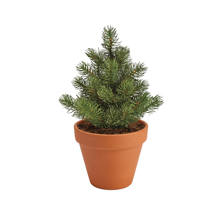 Christmas Tree Grow Kit | Mini Terracotta Pots (4 Pack)