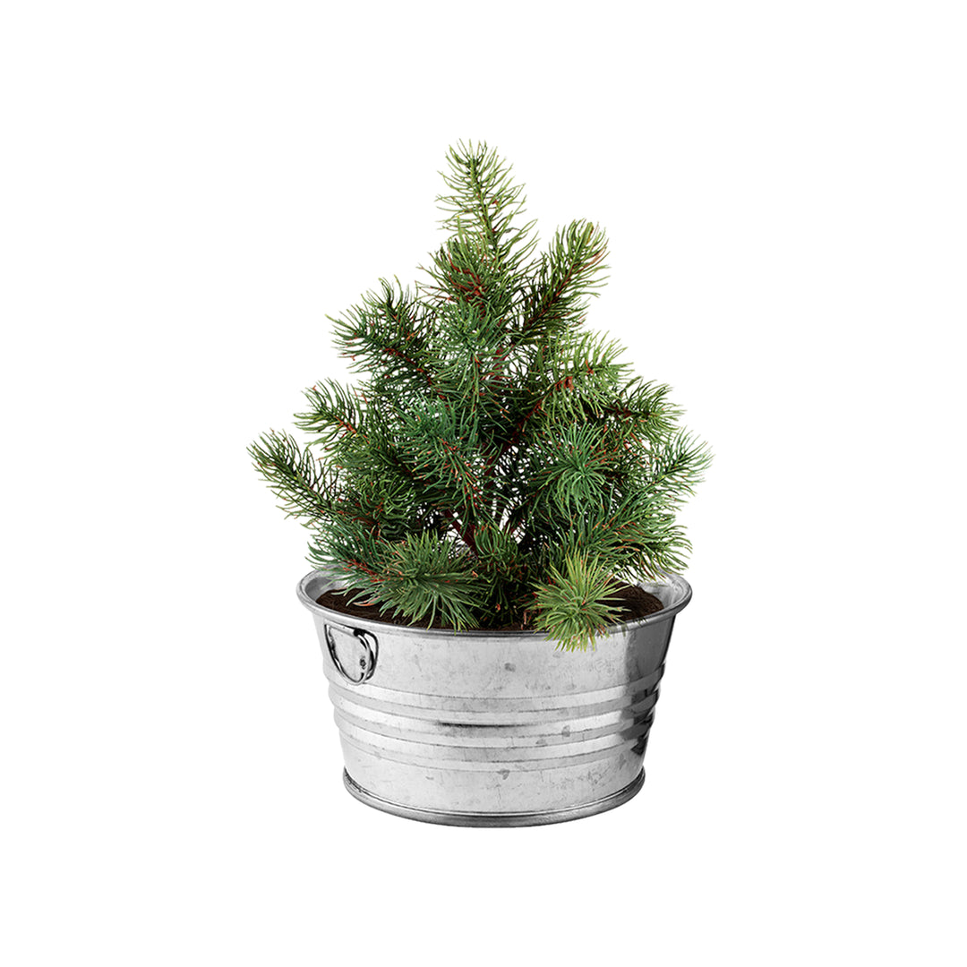 Christmas Tree Grow Kit | Mini Galvanized Basin