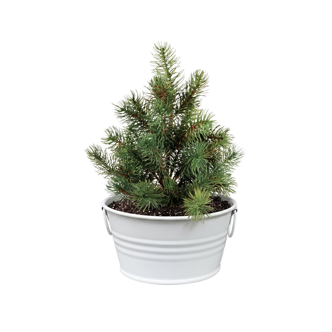 Christmas Tree Grow Kit | White Mini Basin