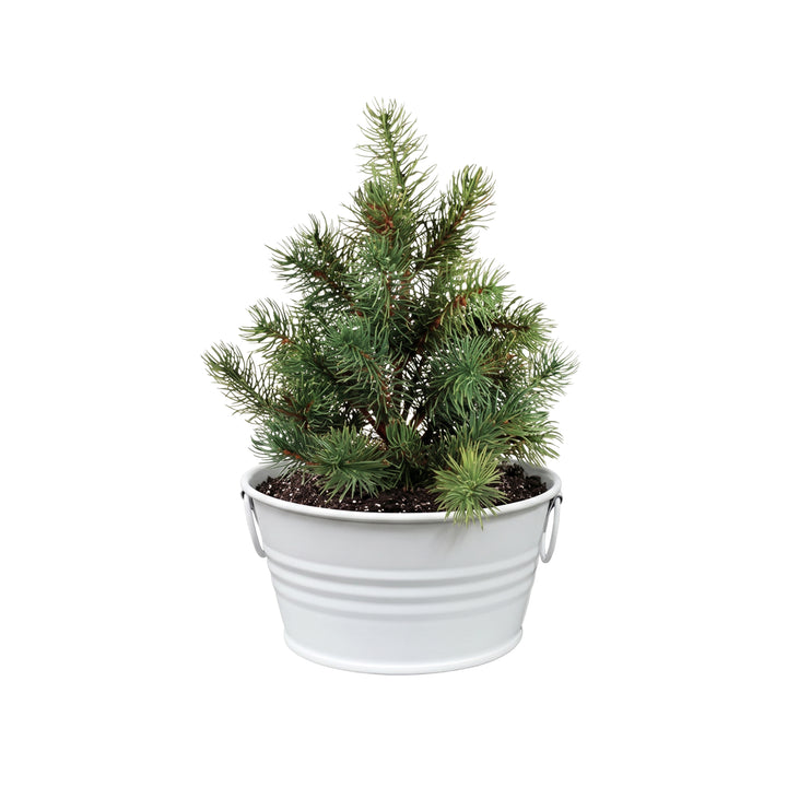 Christmas Tree Grow Kit | White Mini Basin